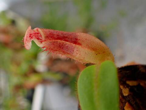 G561 5-2 [YA-10] N. veitchii Bario (very big pitcher) x veitchii Bario (stripe peristome) Y's Lab