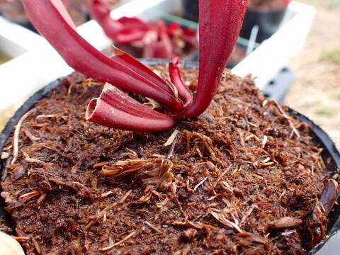 P125 S. flava x (rubra ssp. rubra x purpurea ssp. venosa) TF 