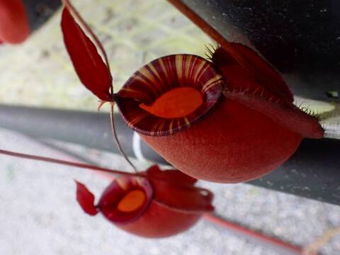 食虫植物　お知らせ用 GPXvN7wbMAAylhX.jpg