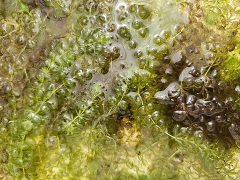 Y559 1-3 Aldrovanda vesiculosa 京都巨椋池系統
