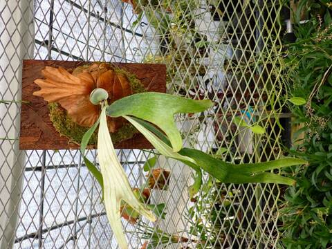 商品一覧 - Y's Exotics （山田食虫植物農園）