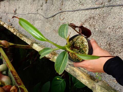 E574 1-2 N. xtrusmadiensis EP