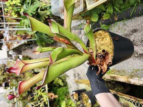 Heliamphora（ヘリアンフォラ）の商品一覧 | Y's Exotics （山田