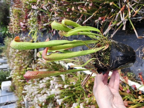 商品一覧 - Y's Exotics （山田食虫植物農園）