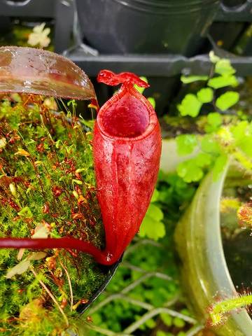 Nepenthes（ネペンテス/ウツボカズラ）の商品一覧 | Y's Exotics （山田食虫植物農園）