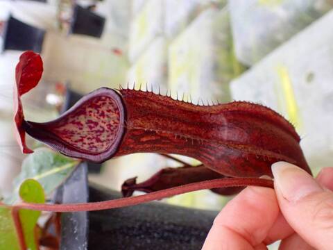 商品一覧 - Y's Exotics （山田食虫植物農園）