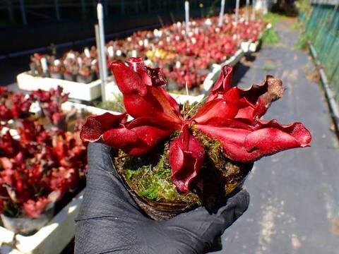 G664 S. purpurea ssp. venosa 伊勢花菖蒲園選別丸形株 No.83 MS