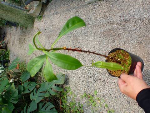 Y858 3-2 N. mirabilis Karimantan  WP