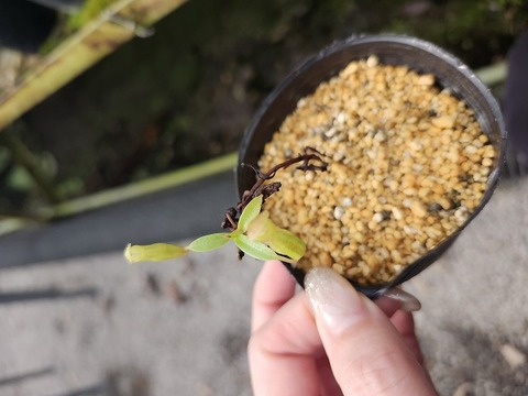 G321 1-2  N. inermis {seedgrown individulas, maybe natural hybrids, Gunung Gadut, Sumatra}[BCP ID# N2102]