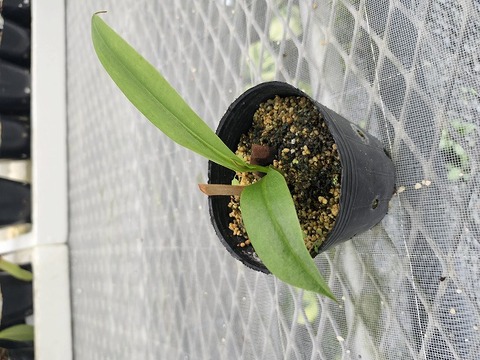Y631 5-3 N. xTrichocapa 丸袋 一正園