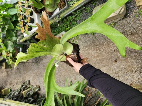 商品一覧 - Y's Exotics （山田食虫植物農園）