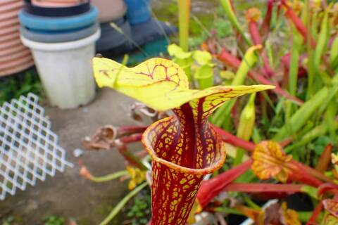 商品一覧 - Y's Exotics （山田食虫植物農園）