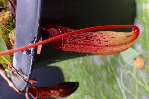 ネペンテス七種セット(宅急便発送) Nepenthes（ネペンテス/ウツボカズラ）の商品一覧 | Y's Exotics