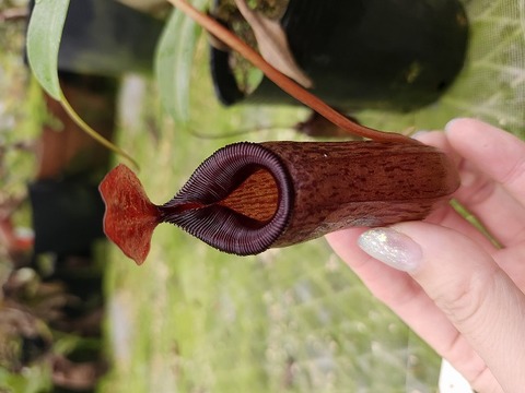 Y's Exotics （山田食虫植物農園）