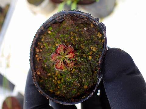 Y936 4-1 D. spathulata 沖縄県産 白花