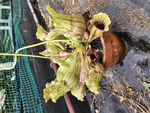O183 S. purpurea ssp. venosa (seedling) Y's 