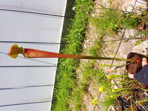 E604 S. flava var. atropurpurea SWC