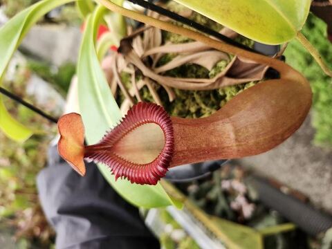 Nepenthes（ネペンテス/ウツボカズラ）の商品一覧 | Y's Exotics （山田食虫植物農園）