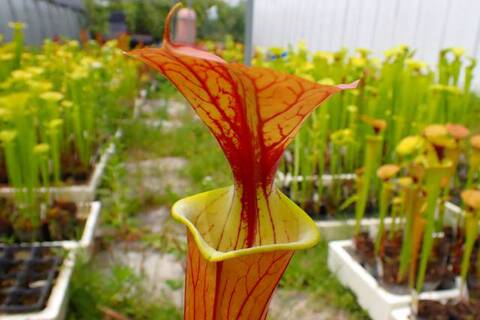 ビカクシダ　バーレーン　大株 ビカクシダ バーレーン 大株