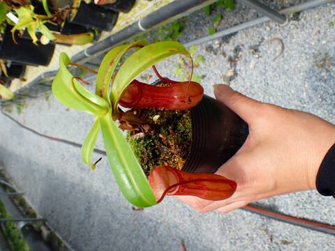 J132 5-3 N. (ventricosa x merrilliana) x alata EP