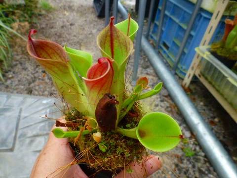 Heliamphora（ヘリアンフォラ）の商品一覧 | Y's Exotics （山田