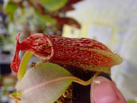 商品一覧 - Y's Exotics （山田食虫植物農園）