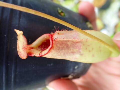 Y858 5-3 #BBB N. merilliana x truncata No.3 KIN