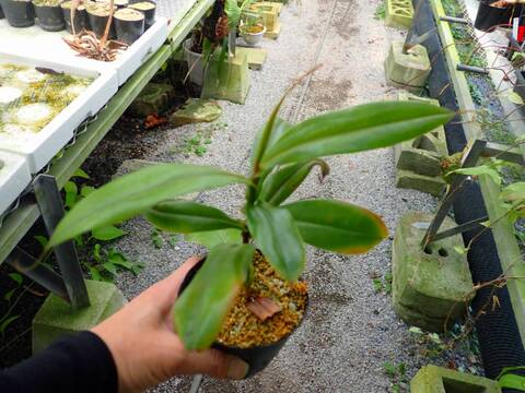 Y545 3-2 N. gracilis x ampullaria XC