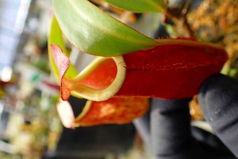 Nepenthes（ネペンテス/ウツボカズラ）の商品一覧 | Y's Exotics