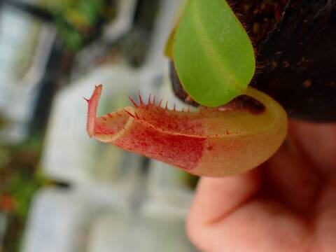 G587 5-2 [YA-10] N. veitchii Bario (very big pitcher) x veitchii Bario (stripe peristome) Y's Lab
