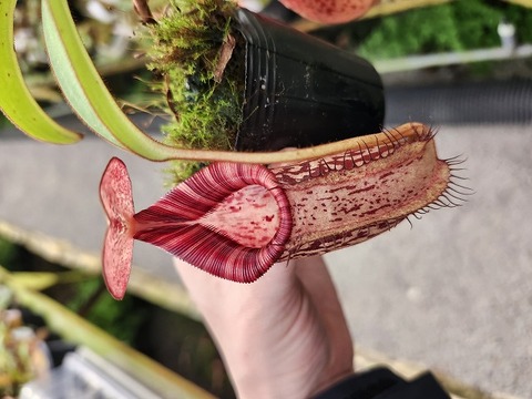 商品一覧 - Y's Exotics （山田食虫植物農園）