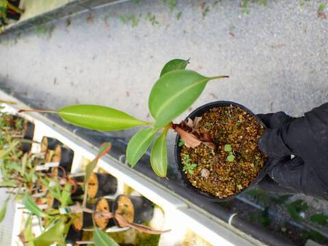 G012 5-3 N. [(thorelii x rafflesiana) x thorelii-squat] x lowii Kinabalu