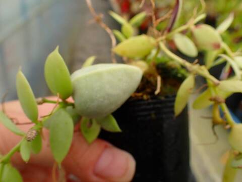 J549 5-3 Dischidia pectenoides 中川