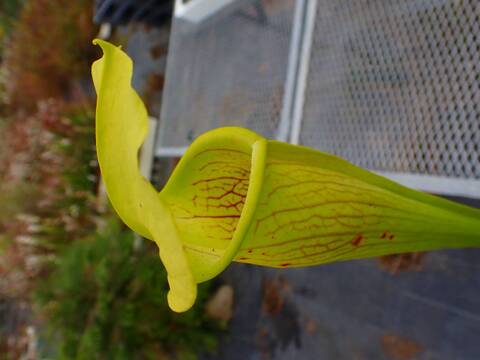 商品一覧 - Y's Exotics （山田食虫植物農園）