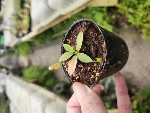 商品一覧 - Y's Exotics （山田食虫植物農園）