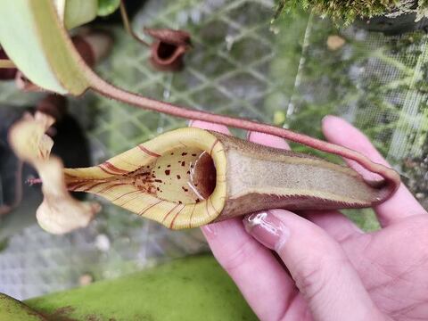 Nepenthes（ネペンテス/ウツボカズラ）の商品一覧 | Y's Exotics （山田食虫植物農園）