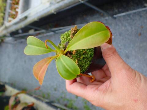商品一覧 - Y's Exotics （山田食虫植物農園）