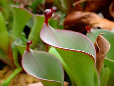 Heliamphora ヘリアンフォラ 交配種 商品一覧 - Y's Exotics （山田食虫植物農園）