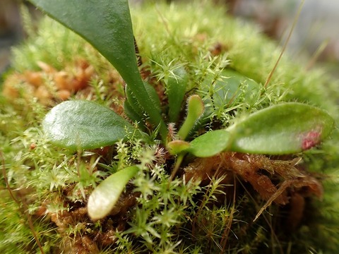 商品一覧 - Y's Exotics （山田食虫植物農園）