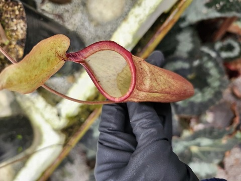 商品一覧 - Y's Exotics （山田食虫植物農園）