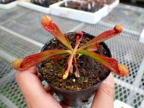 商品一覧 - Y's Exotics （山田食虫植物農園）