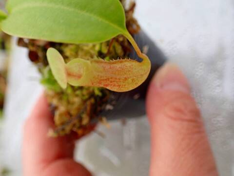 G668 5-1 N. ventricosa madja-as x rajah #NNN