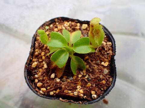 サバルヤシ種子　1000粒 Amazon｜【観葉植物／種子】Sabal Minor ミキナシサバル◎耐寒性