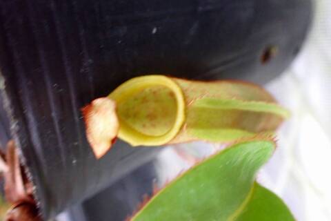 商品一覧 - Y's Exotics （山田食虫植物農園）