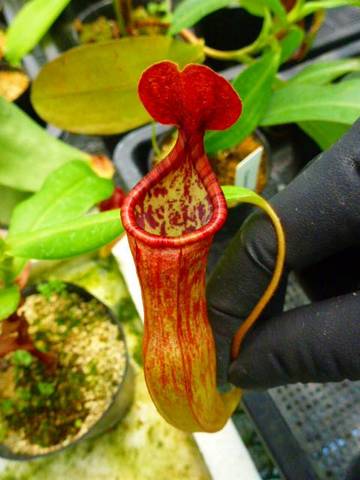 Nepenthes（ネペンテス/ウツボカズラ）の商品一覧 | Y's Exotics （山田食虫植物農園）