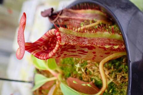 Nepenthes（ネペンテス/ウツボカズラ）の商品一覧 | Y's Exotics