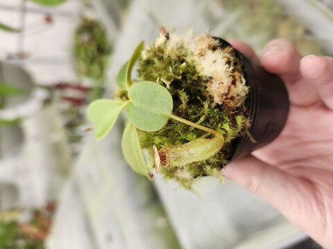 Nepenthes（ネペンテス/ウツボカズラ）の商品一覧 | Y's Exotics （山田食虫植物農園）