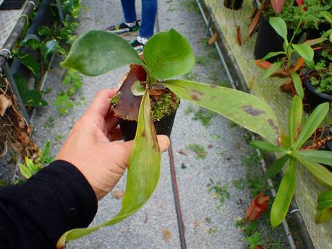 ビカクシダ Ys 商品一覧 - Y's Exotics （山田食虫植物農園）
