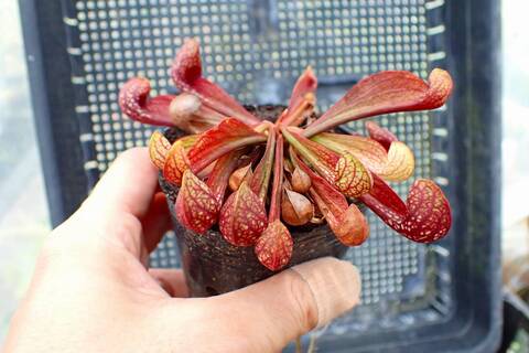R485 1H S. psittacina YN