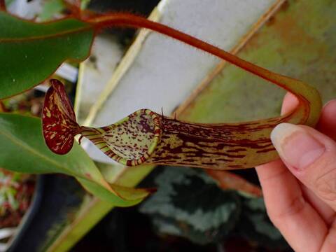 11/30まで ウツボカズラ　N.アッテンボロギー　食虫植物 ネペンテス・アッテンボロギーは、小型哺乳類を捕獲して消化するのに